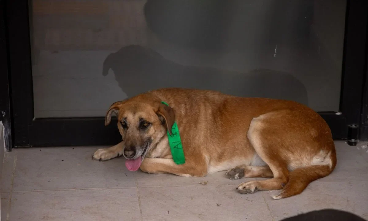 La Fundación Antonio Haghenbeck expresó su rechazo a la decisión de trasladar a decenas de perros a un nuevo predio ubicado en Cuajimalpa.