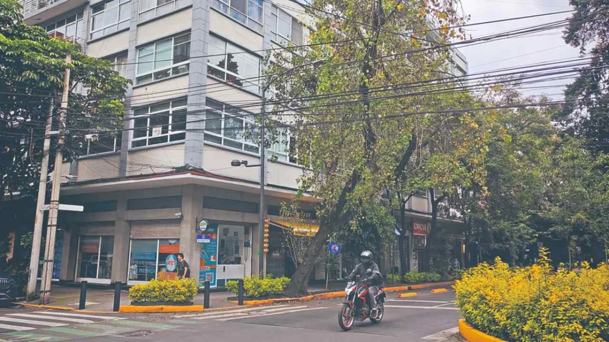 Más de 2 mil árboles enfermos a punto de caer en zona de Polanco, alertaron colonos de la Miguel Hidalgo.
