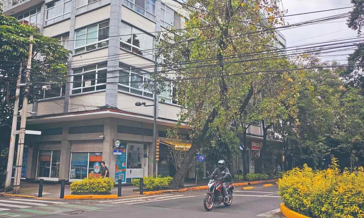 Más de 2 mil árboles enfermos a punto de caer en zona de Polanco, alertaron colonos de la Miguel Hidalgo.