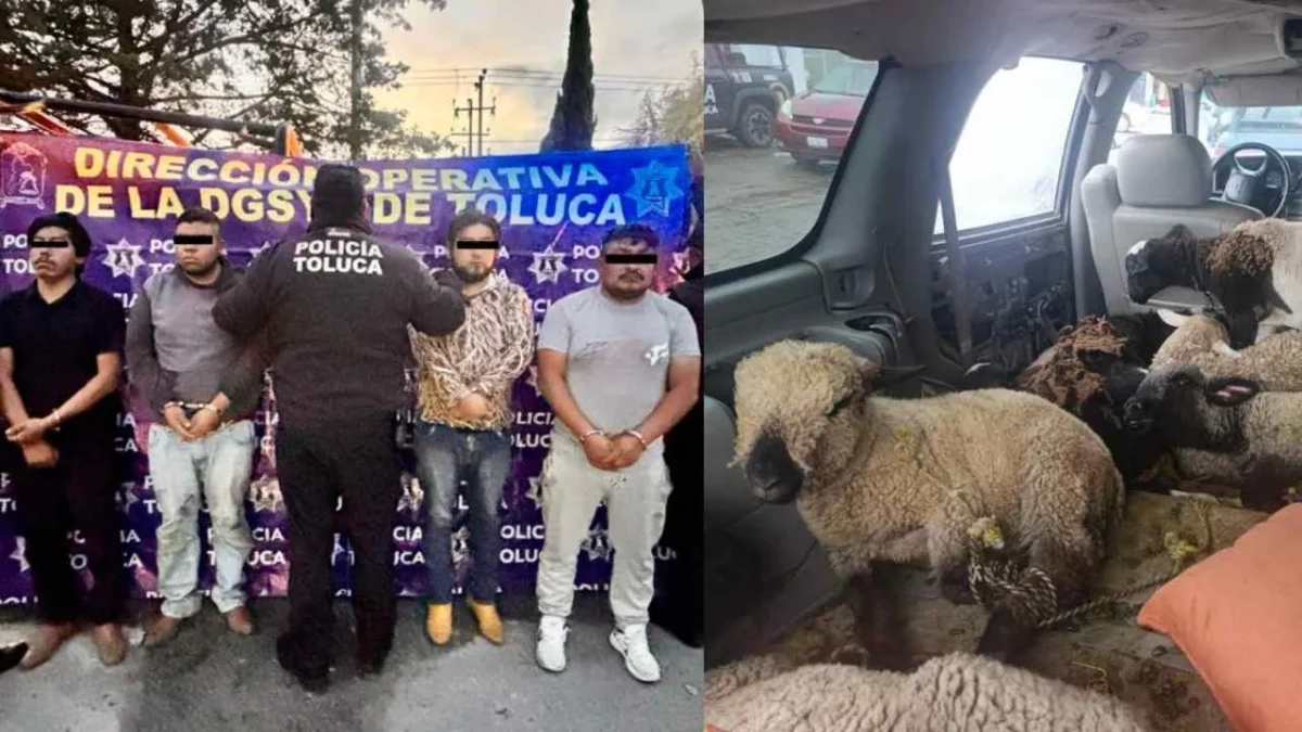 Persecución termina con 4 detenidos y 9 borregos recuperados en el municipio de Toluca, en el Edomex.