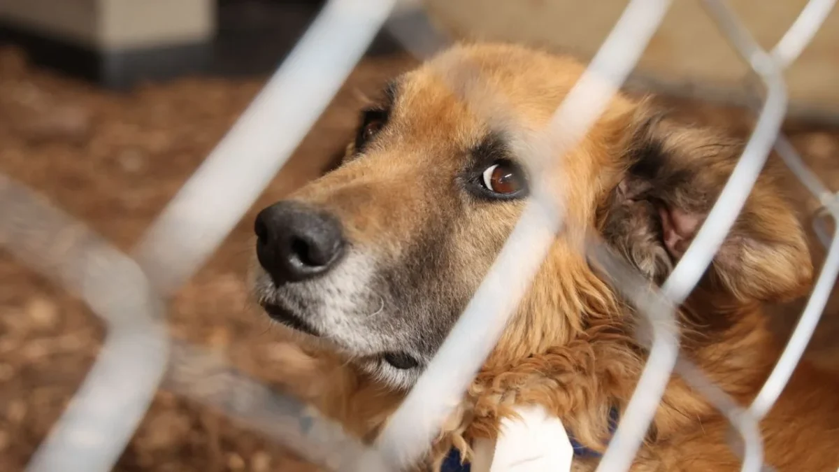 Tras 9 meses de lucha y movilizaciones, el Refugio Franciscano anunció el regreso de más de 100 perritos desalojados a sus instalaciones.