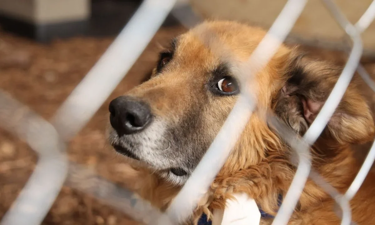 Tras 9 meses de lucha y movilizaciones, el Refugio Franciscano anunció el regreso de más de 100 perritos desalojados a sus instalaciones.