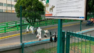 Dimensión. El urbanista Guillermo Bernal estimó que todos los días se producen 8 mil kilogramos de materia fecal canina en CDMX.