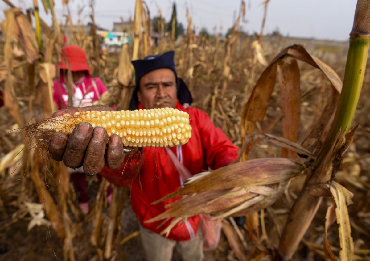 México dejó de producir 5 millones de toneladas de maíz