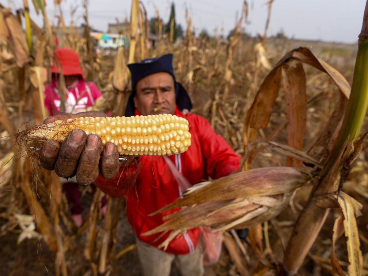 México dejó de producir 5 millones de toneladas de maíz