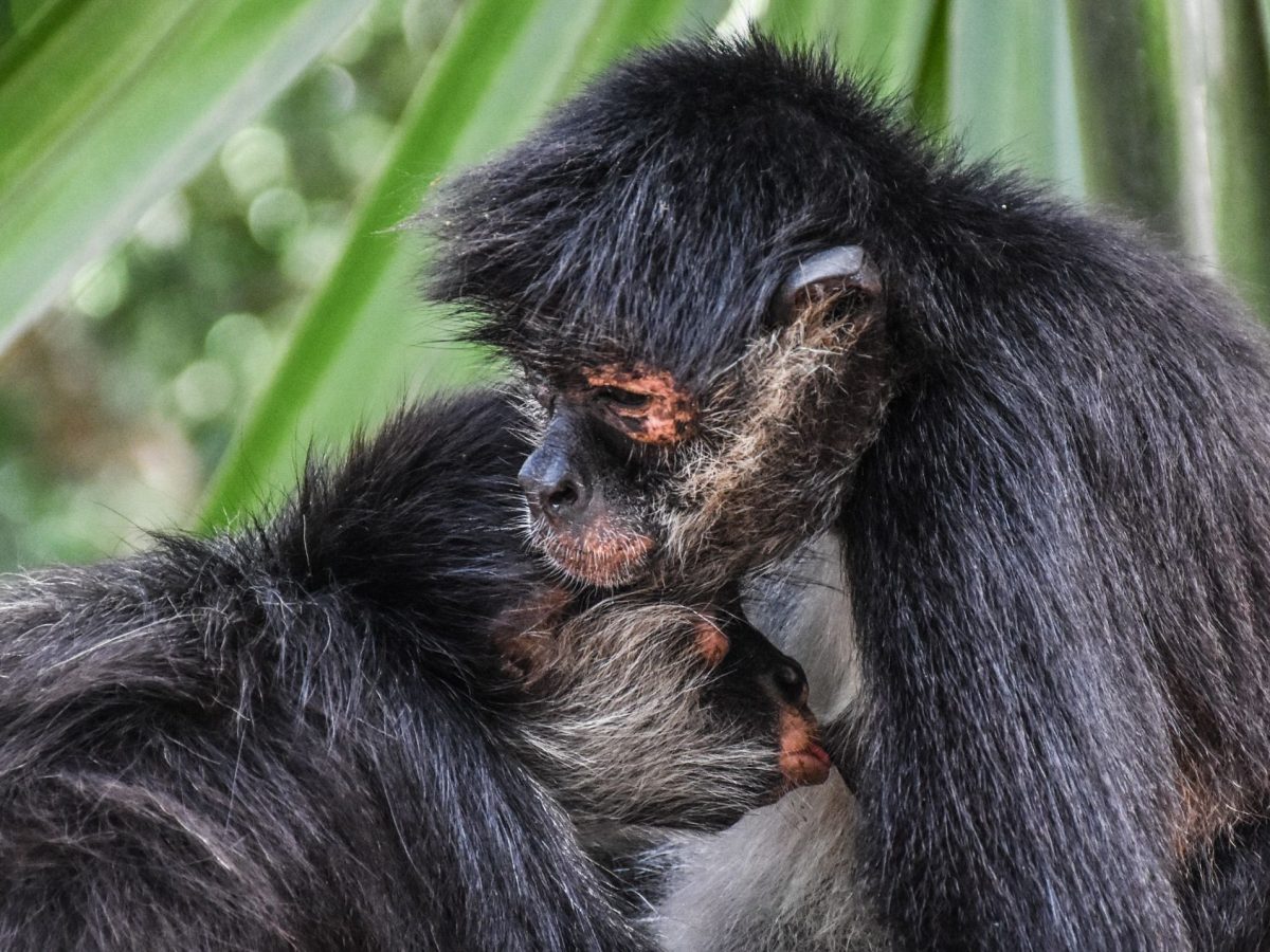 Fauna silvestre cae 73% en medio siglo; México y Latinoamérica entre los más afectados: WWF