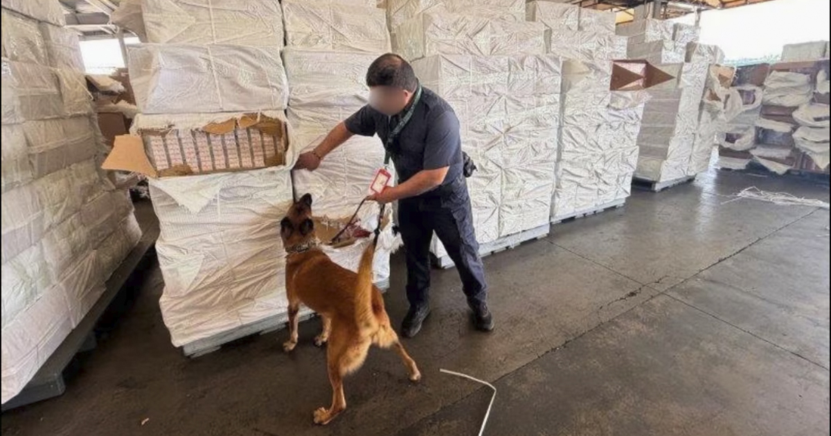 Un perro inspecciona una caja con cigarros