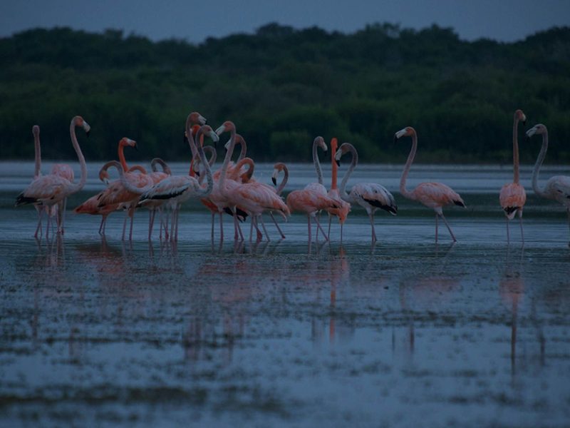La Laguna Nichupté alberga flamencos rosados