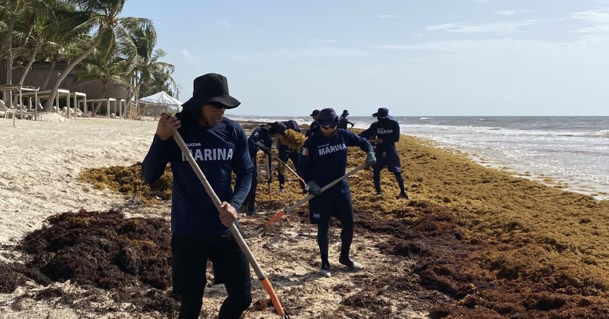 elementos de la Secretaría de Marina (SEMAR) trabajando en la limpieza de sargazo en una playa del Caribe Mexicano. Los marinos vestida de color azul oscuro con la leyenda «MARINA» en el pecho, portan sombreros de ala ancha, gorras y palas o bieldos para recolectar las toneladas de alga acumuladas en la orilla del mar.