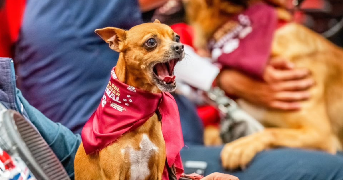 un perro pequeño de raza chihuahua de pelaje marrón claro que aparece ladrando o bostezando con la hocico abierto. Lleva puesto un pañuelo rojo atado al cuello con el logotipo oficial de «Clínica Veterinaria de Bienestar Animal» de la Alcaldía Tlalpan. Al fondo se observan de forma desenfocada a sus dueños y a otros animales de compañía atendidos en el evento.