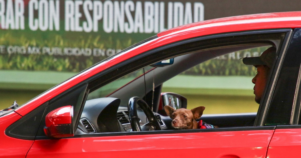 Un perro chihuahua asomado por la ventana del conductor de un auto