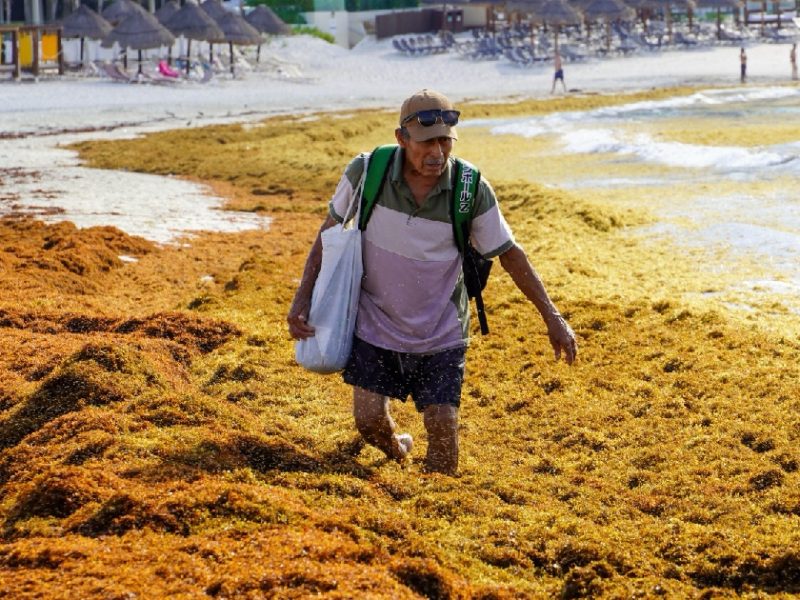 México y el Caribe buscan convertir el sargazo en industria