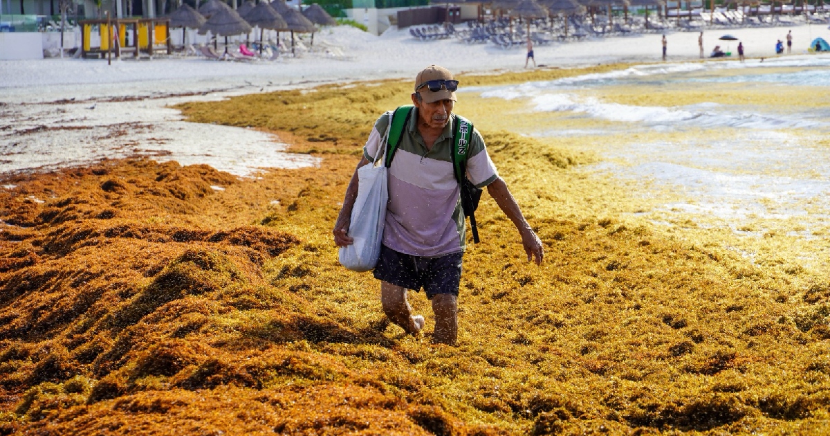un hombre adulto caminando con dificultad a través de una densa y gruesa capa de sargazo de color marrón dorado que cubre la orilla del mar. El hombre viste gorra, lentes de sol, playera polo, bermudas y lleva una mochila verde con una bolsa blanca al hombro.