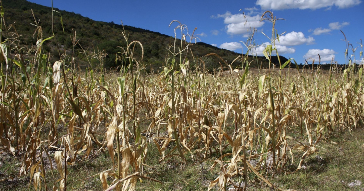 Plantas de Máiz secas