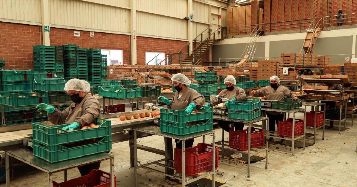 Banda transportadora en la que personas con uniforme empacan tomates