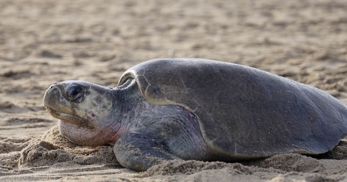 ortuga marina (aparentemente una tortuga golfina o laúd) desplazándose lentamente sobre la arena fina de una playa costera. El ejemplar, de caparazón oscuro con tonalidades grisáceas y oliva, sostiene la cabeza erguida hacia la izquierda mostrando pequeños rastros de arena en el pico y cuello.